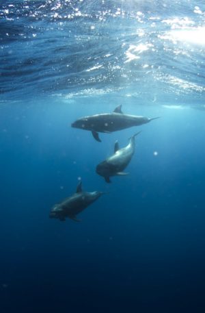 S’ouvrir au nouveau avec l’énergie des dauphins – Hypnose & Chant Vibratoire