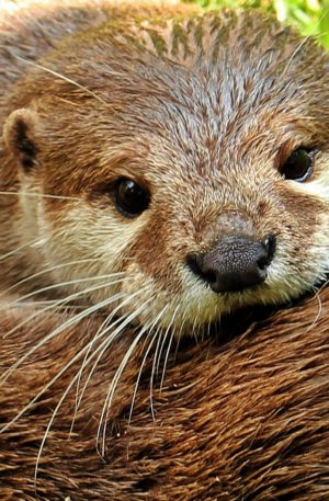 Conte thérapeutique pour enfants – Louli la petite loutre de mer