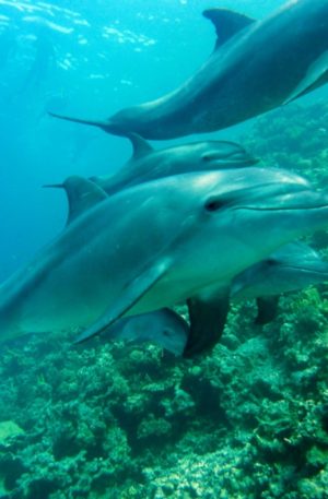 Elever sa vibration avec l’énergie des dauphins